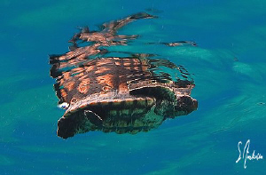 Another baby turtle finds freedom! One of the coolest thi... by Steven Anderson 